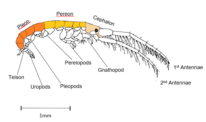 figure image